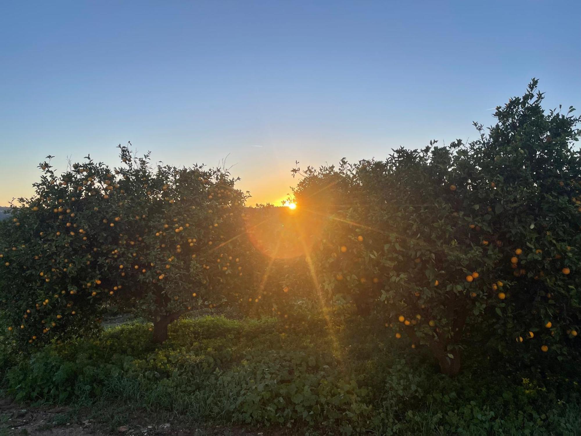 Orange Grove Residence Silves Buitenkant foto