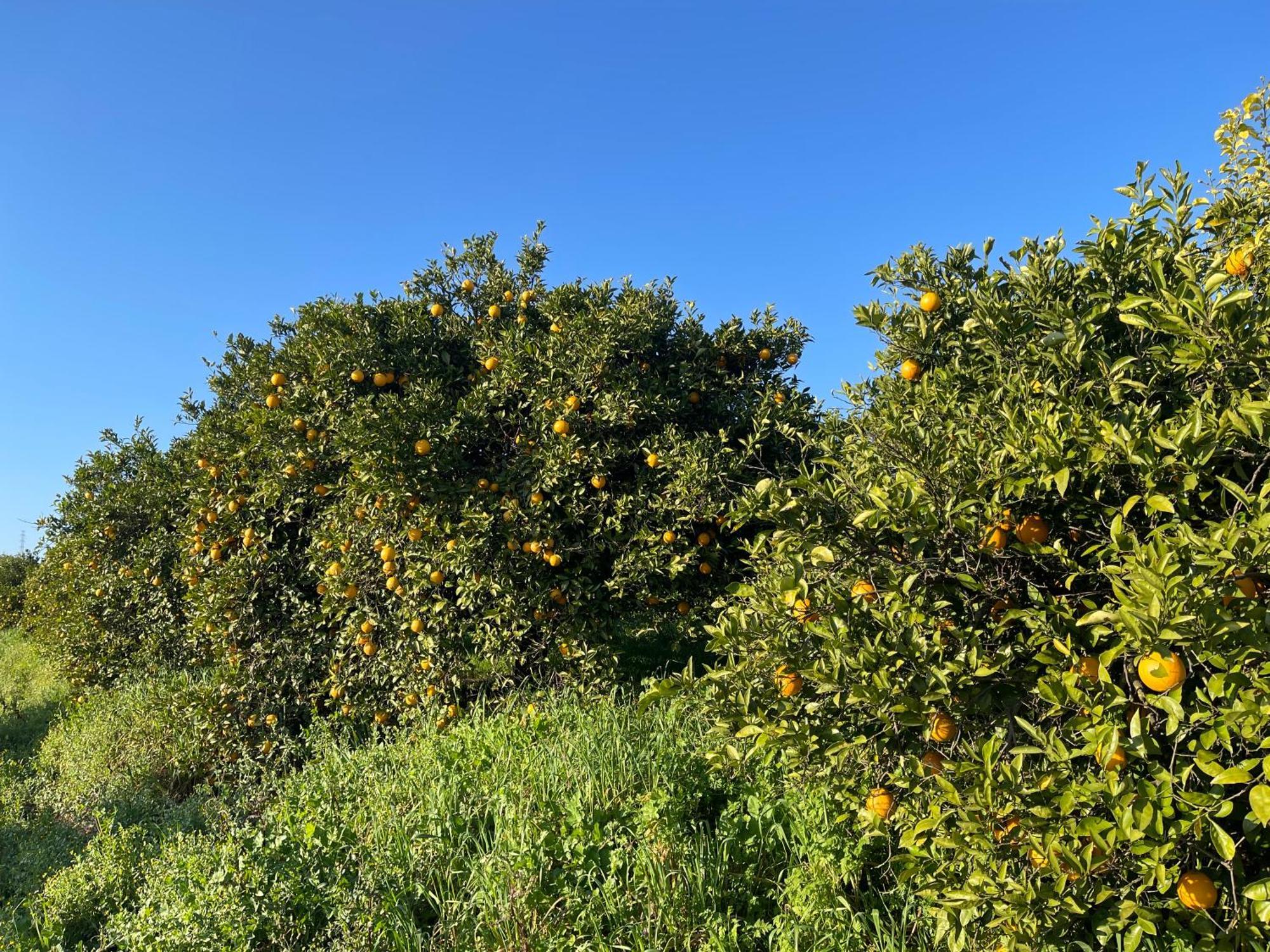 Orange Grove Residence Silves Buitenkant foto