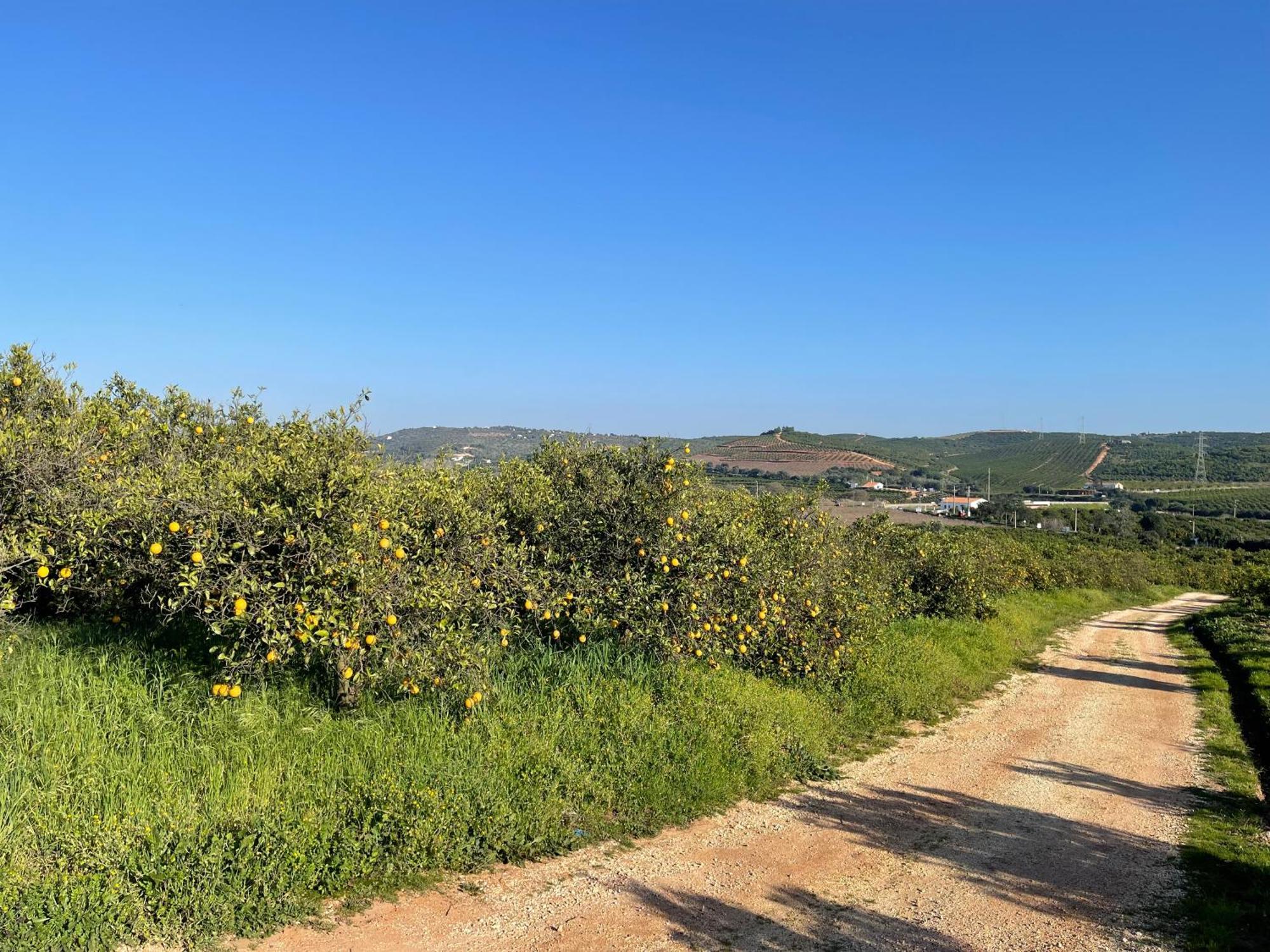 Orange Grove Residence Silves Buitenkant foto
