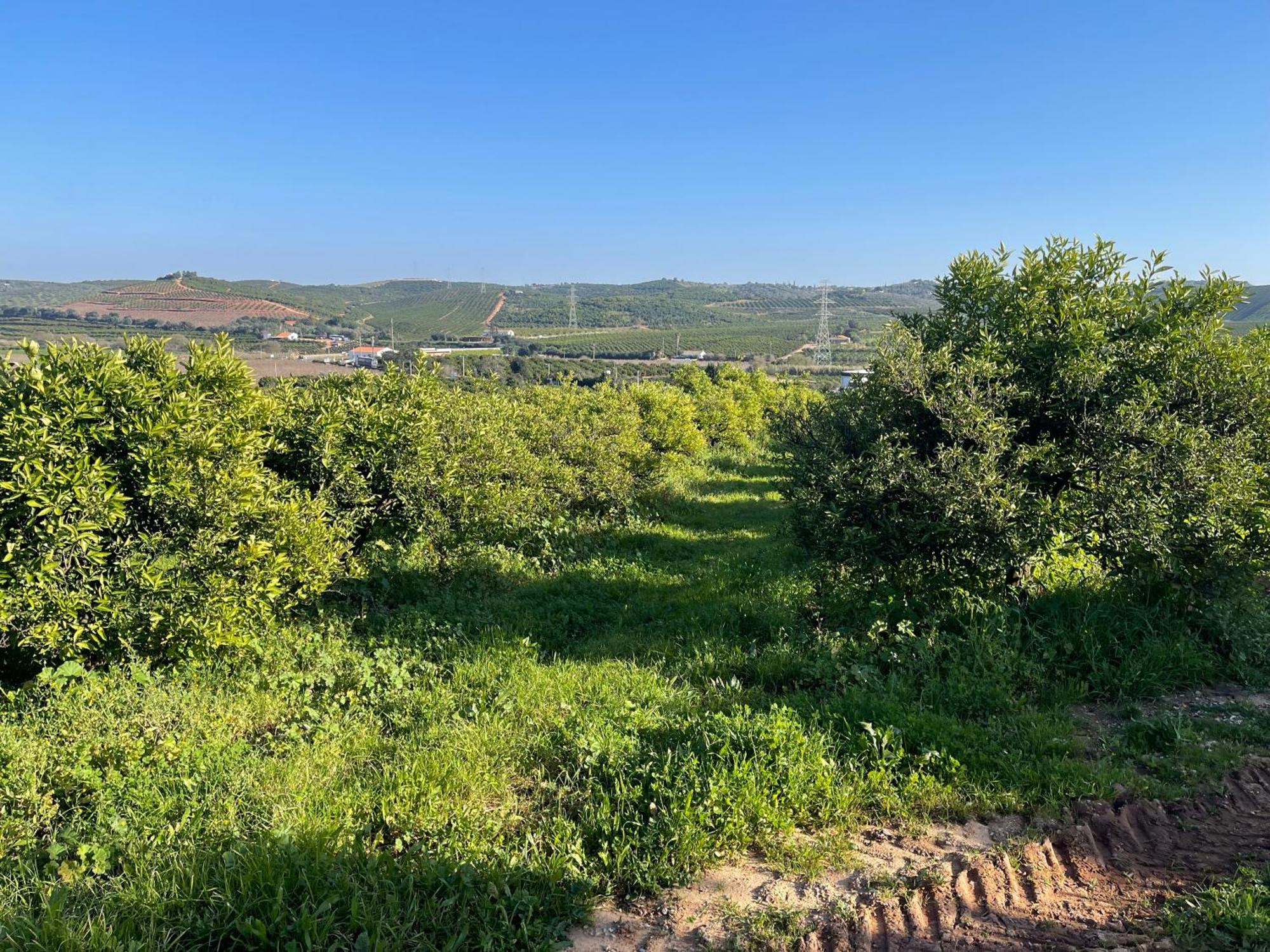Orange Grove Residence Silves Buitenkant foto