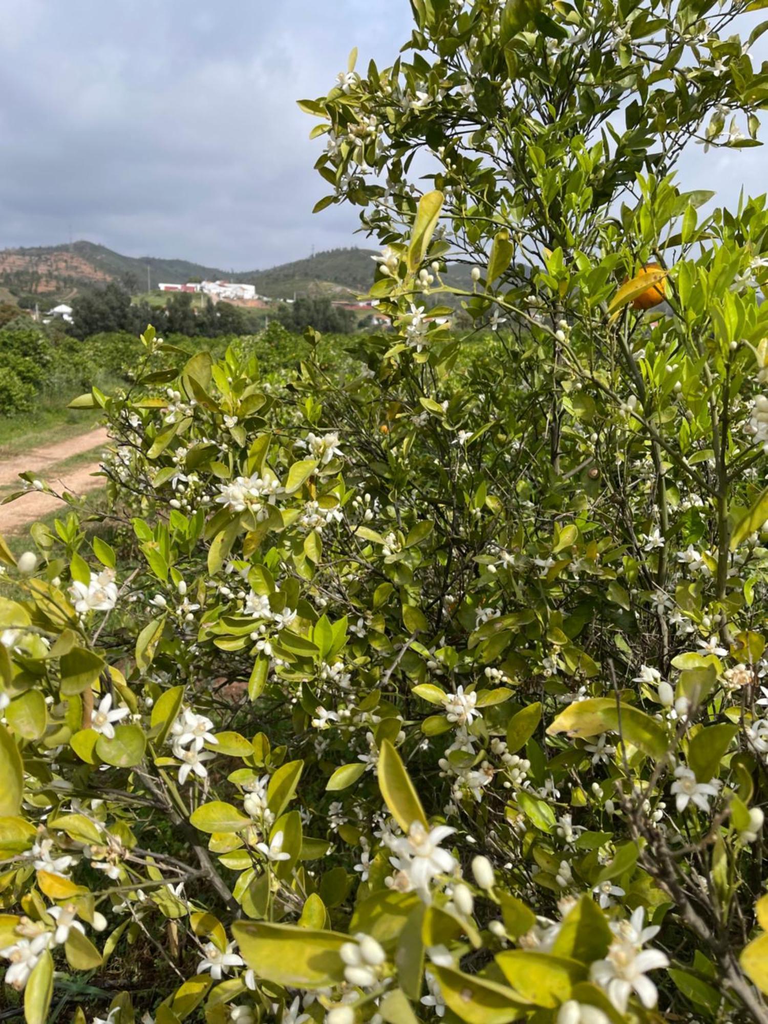 Orange Grove Residence Silves Buitenkant foto