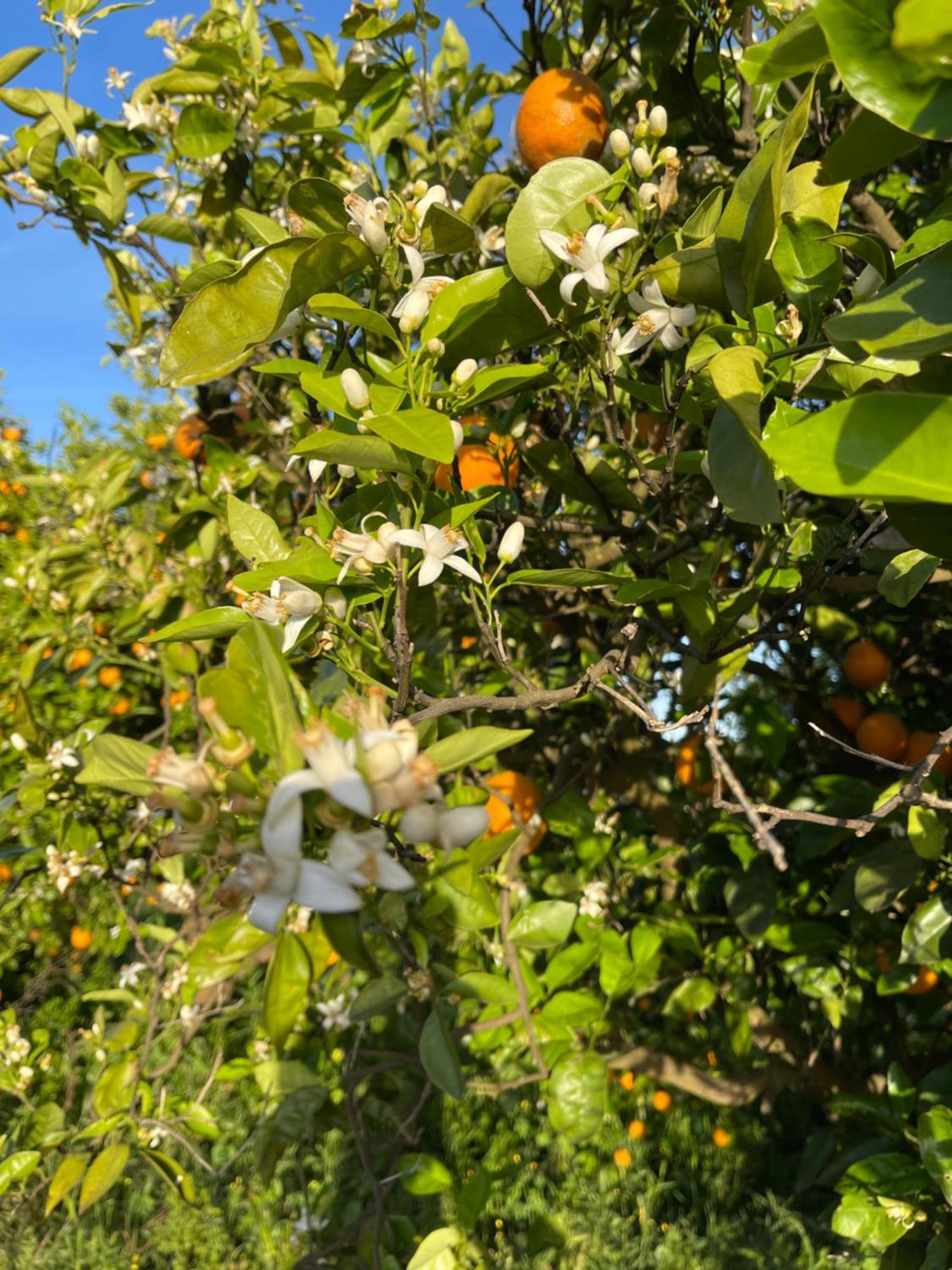 Orange Grove Residence Silves Buitenkant foto