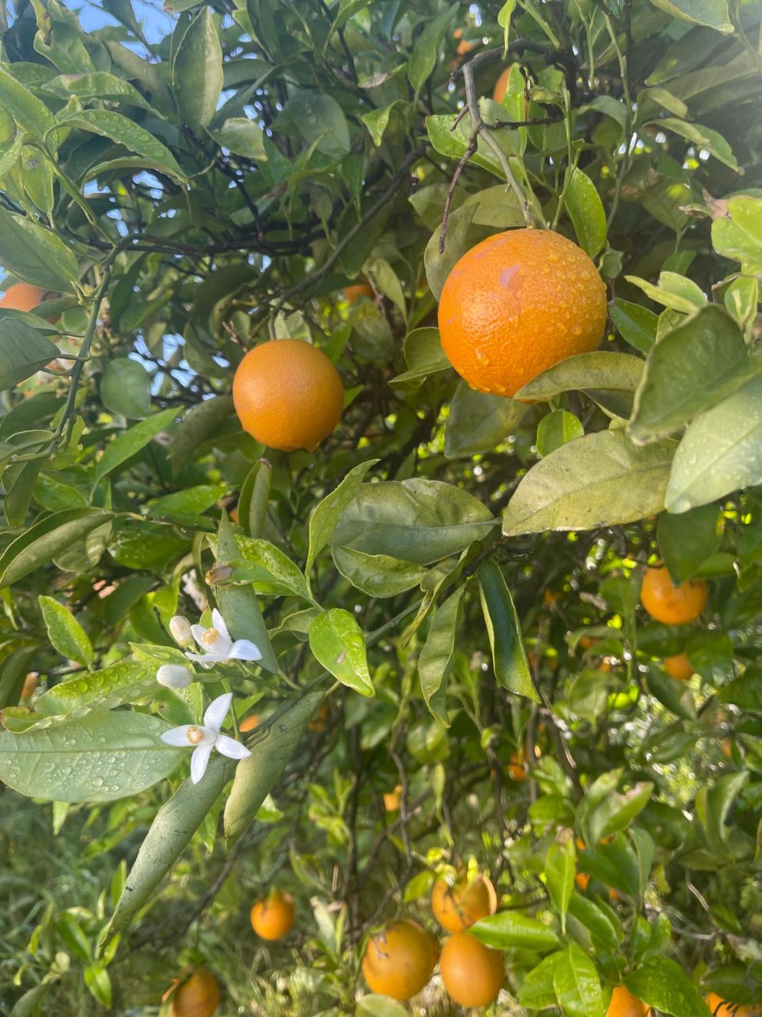 Orange Grove Residence Silves Buitenkant foto
